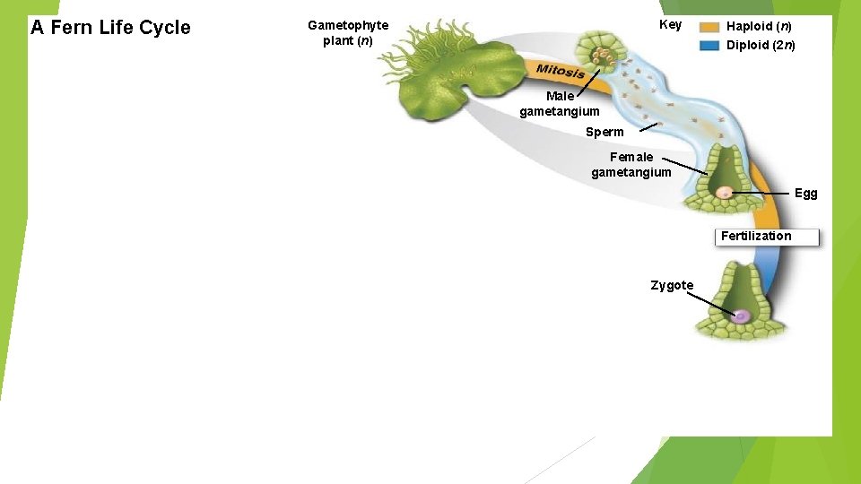 A Fern Life Cycle Key Gametophyte plant (n) Haploid (n) Diploid (2 n) Male