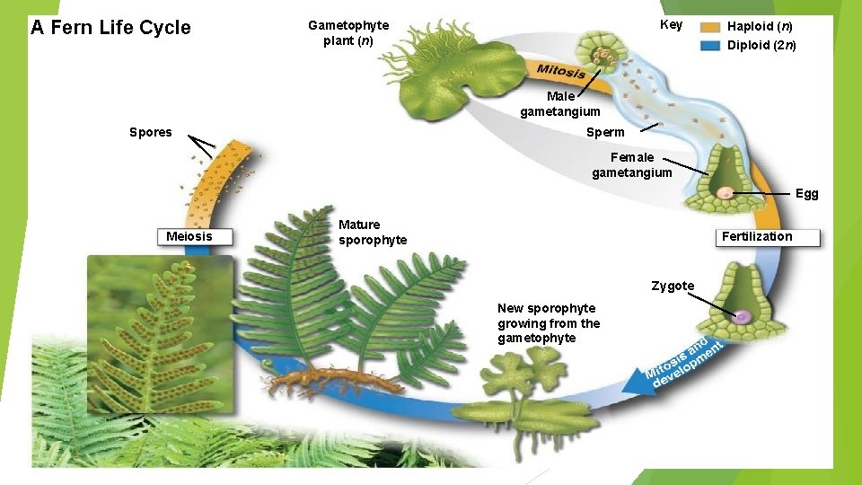 A Fern Life Cycle Key Gametophyte plant (n) Haploid (n) Diploid (2 n) Male