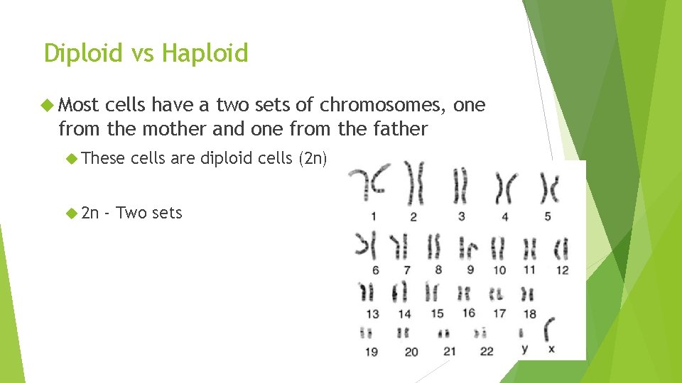 Diploid vs Haploid Most cells have a two sets of chromosomes, one from the