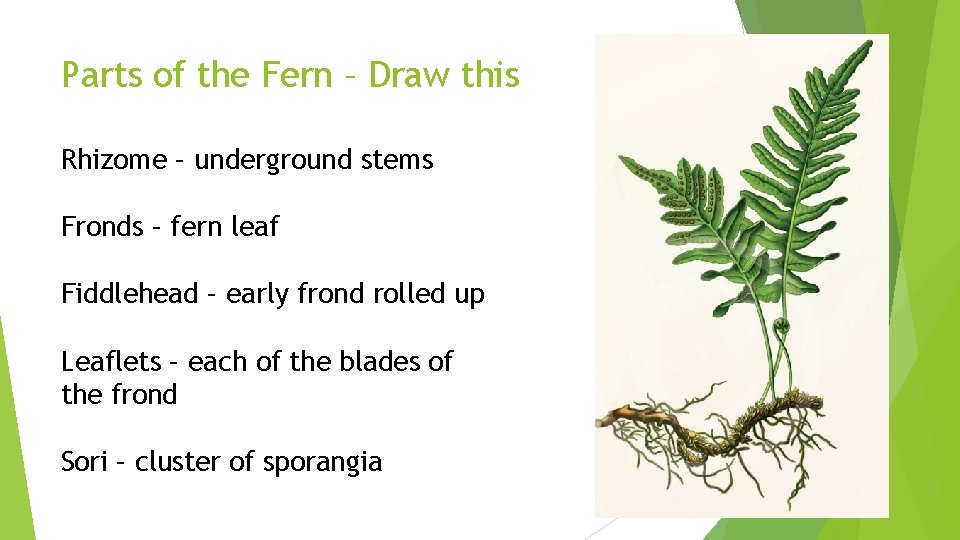 Parts of the Fern – Draw this Rhizome – underground stems Fronds – fern