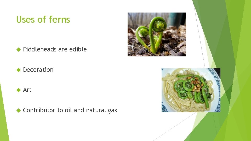 Uses of ferns Fiddleheads are edible Decoration Art Contributor to oil and natural gas