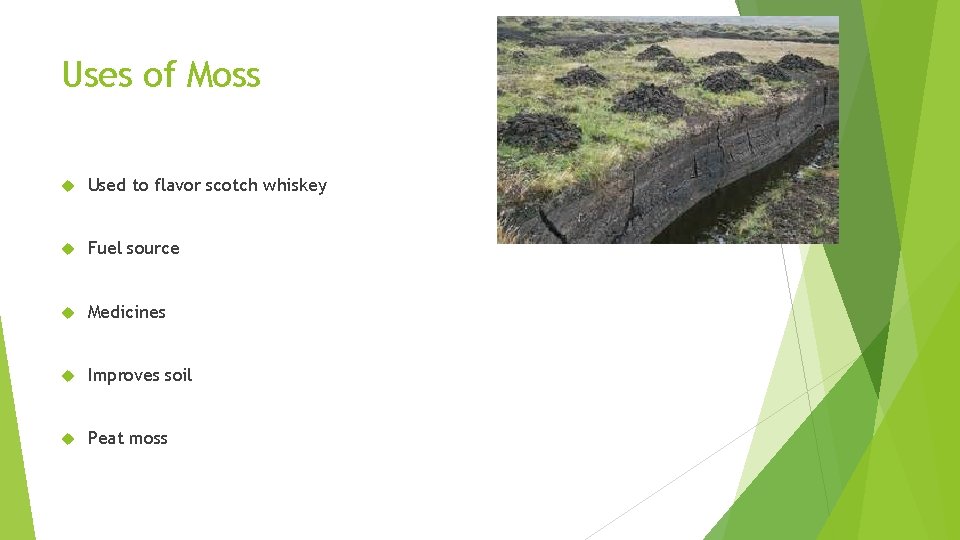 Uses of Moss Used to flavor scotch whiskey Fuel source Medicines Improves soil Peat