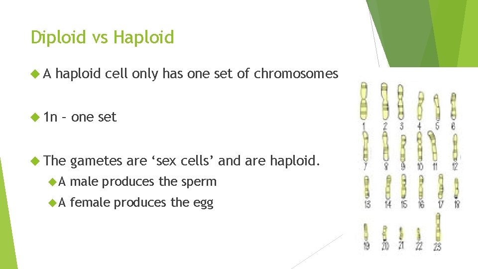 Diploid vs Haploid A haploid cell only has one set of chromosomes 1 n