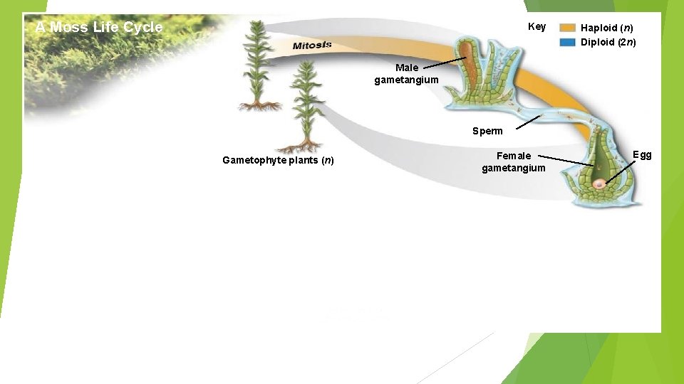 A Moss Life Cycle Key Haploid (n) Diploid (2 n) Male gametangium Sperm Gametophyte
