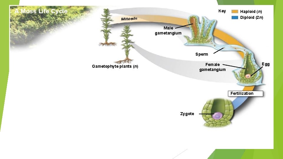 A Moss Life Cycle Key Haploid (n) Diploid (2 n) Male gametangium Sperm Egg