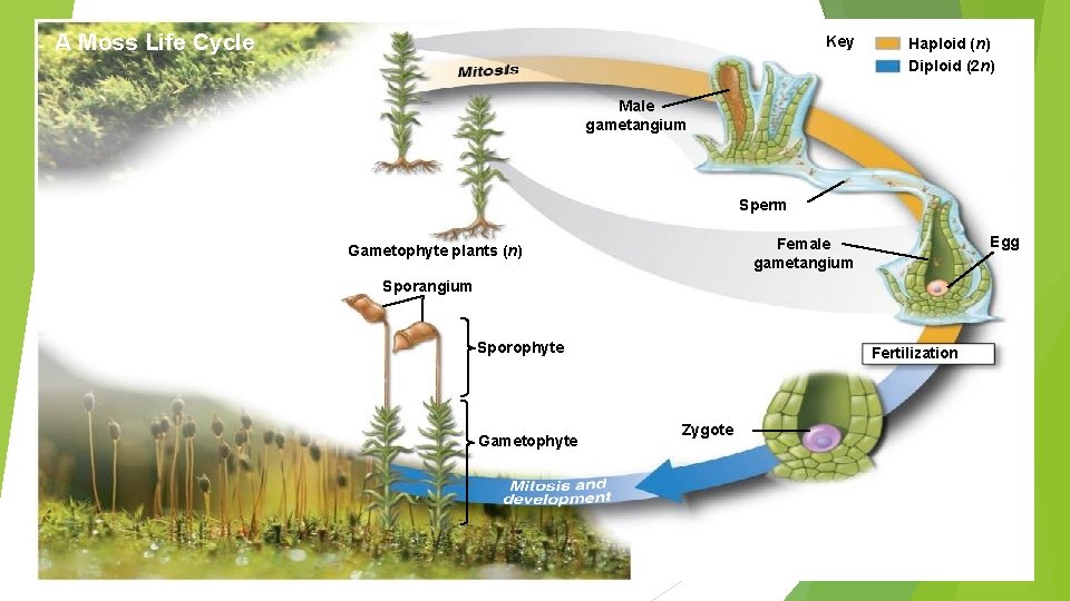 A Moss Life Cycle Key Haploid (n) Diploid (2 n) Male gametangium Sperm Egg