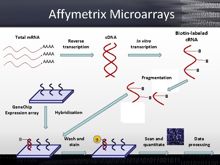 Affymetrix Microarrays Total m. RNA AAAA c. DNA Reverse transcription Biotin-labeled c. RNA In