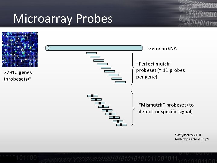 Microarray Probes Gene -m. RNA 22810 genes (probesets)* “Perfect match” probeset (~ 11 probes