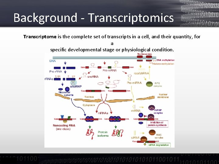 Background - Transcriptomics Transcriptome is the complete set of transcripts in a cell, and