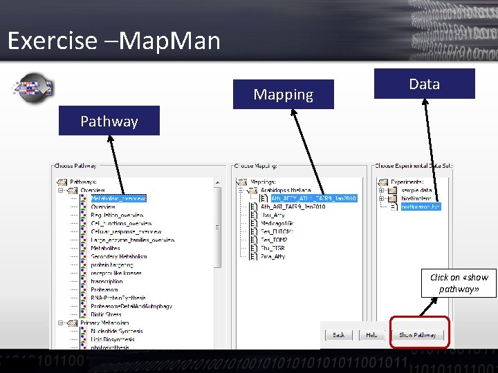 Exercise –Map. Man Mapping Data Pathway Click on «show pathway» 