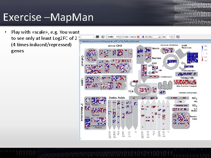 Exercise –Map. Man • Play with «scale» , e. g. You want to see