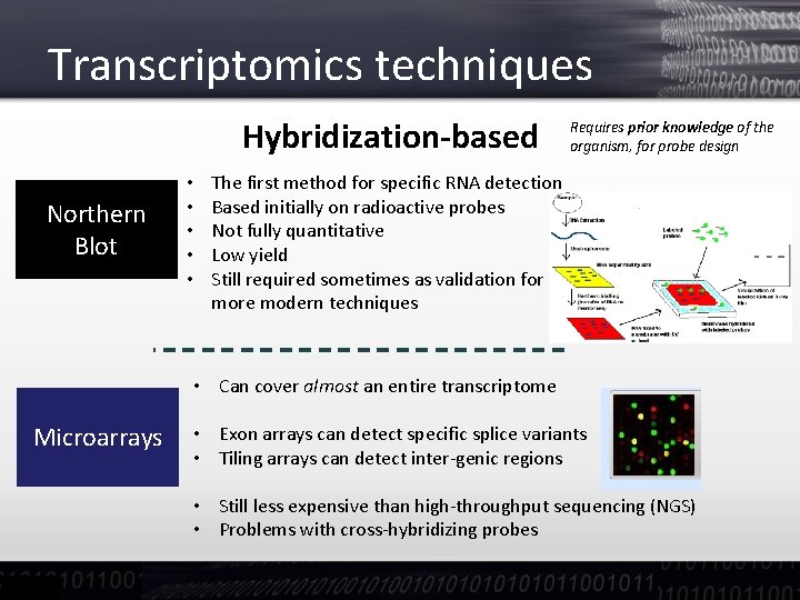 Transcriptomics techniques Hybridization-based Northern Blot • • • Requires prior knowledge of the organism,