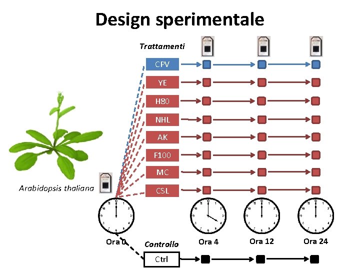 Design sperimentale Trattamenti CPV YE H 80 NHL AK F 100 MC Arabidopsis thaliana