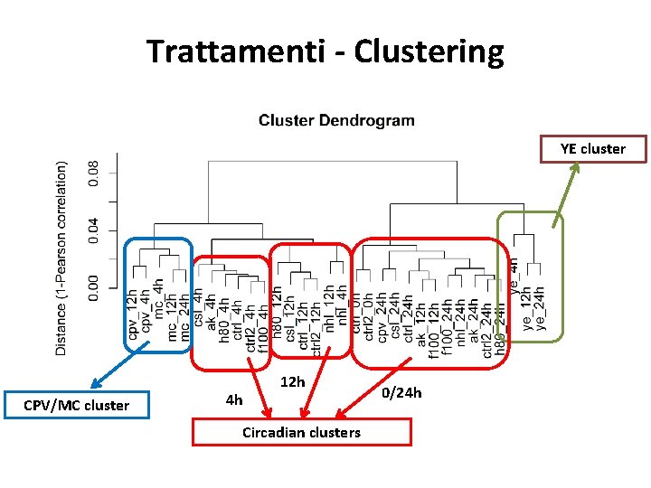 Trattamenti - Clustering YE cluster CPV/MC cluster 4 h 12 h Circadian clusters 0/24