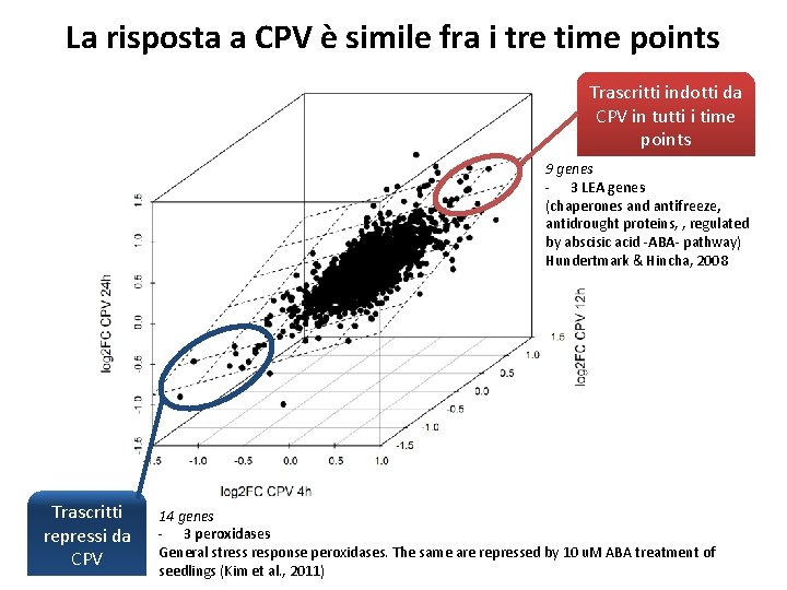 La risposta a CPV è simile fra i tre time points Trascritti indotti da