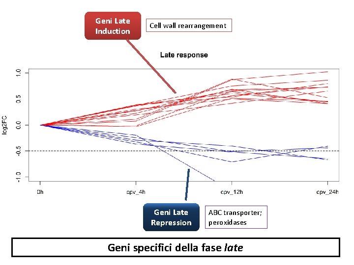 Geni Late Induction Cell wall rearrangement Geni Late Repression ABC transporter; peroxidases Geni specifici