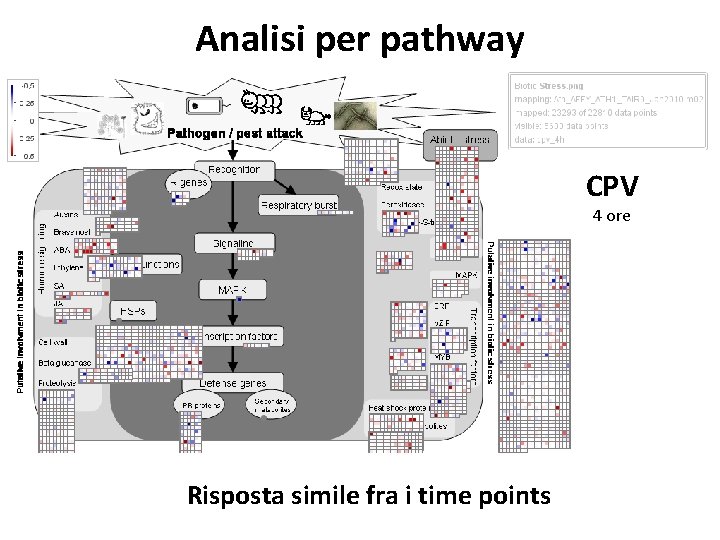 Analisi per pathway CPV 4 ore Risposta simile fra i time points 