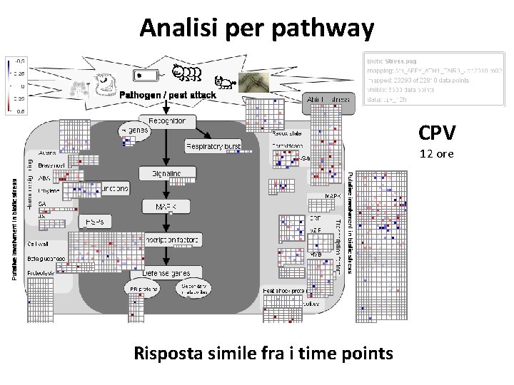 Analisi per pathway CPV 12 ore Risposta simile fra i time points 