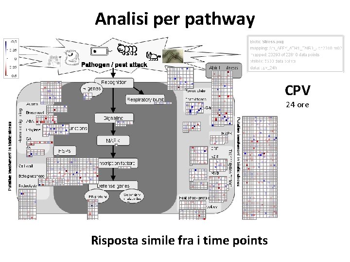 Analisi per pathway CPV 24 ore Risposta simile fra i time points 