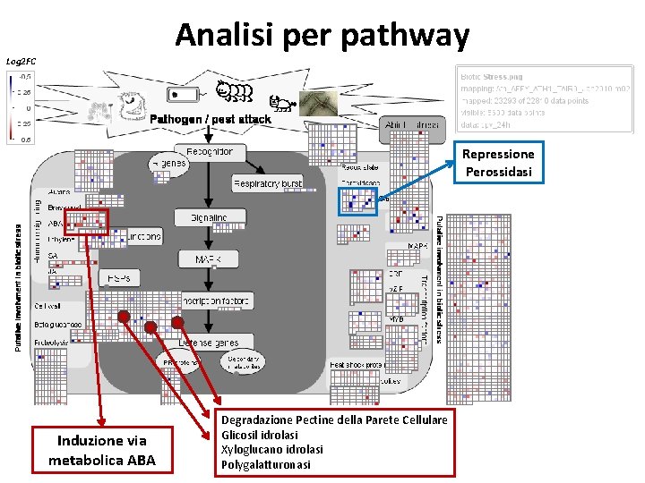 Analisi per pathway Log 2 FC Repressione Perossidasi Induzione via metabolica ABA Degradazione Pectine