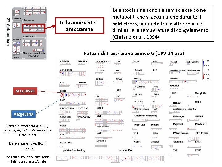 Induzione sintesi antocianine Le antocianine sono da tempo note come metaboliti che si accumulano