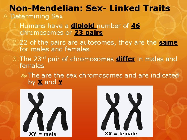 Non-Mendelian: Sex- Linked Traits A. Determining Sex 1. Humans have a diploid number of