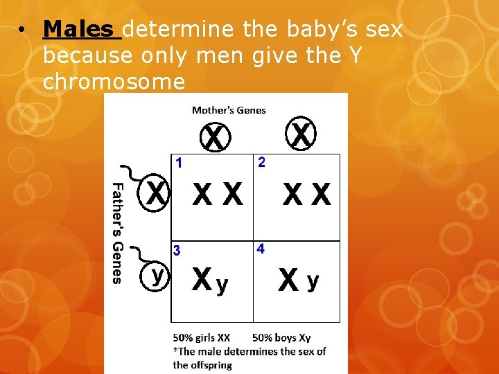  • Males determine the baby’s sex because only men give the Y chromosome