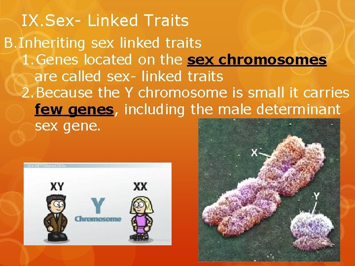 IX. Sex- Linked Traits B. Inheriting sex linked traits 1. Genes located on the