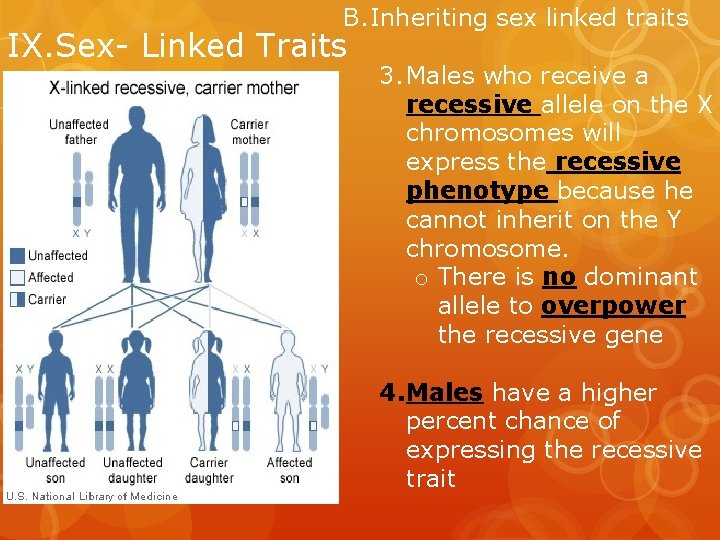 B. Inheriting sex linked traits IX. Sex- Linked Traits 3. Males who receive a