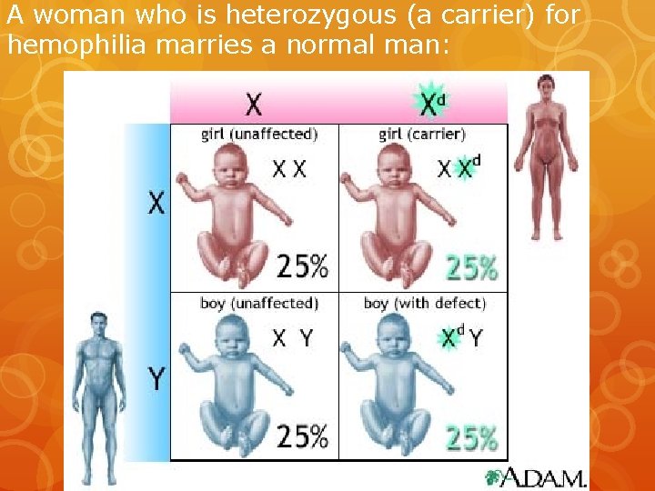 A woman who is heterozygous (a carrier) for hemophilia marries a normal man: 