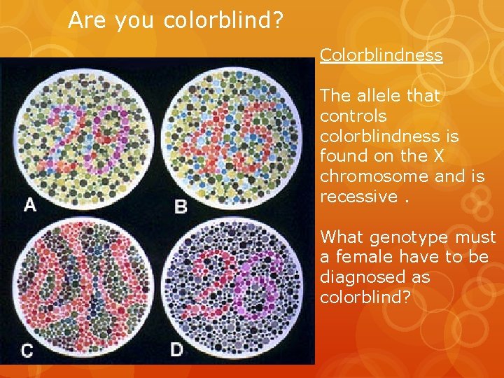 Are you colorblind? Colorblindness The allele that controls colorblindness is found on the X