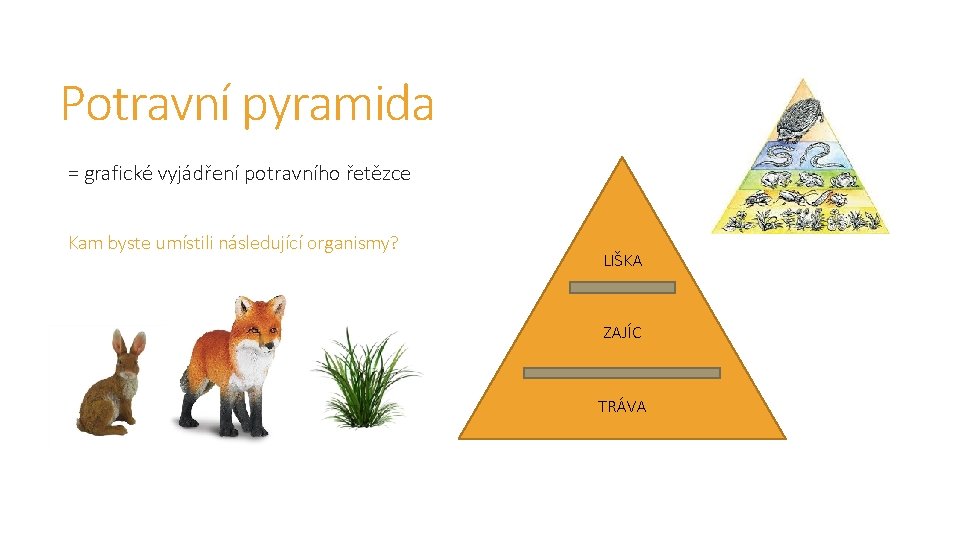 Potravní pyramida = grafické vyjádření potravního řetězce Kam byste umístili následující organismy? LIŠKA ZAJÍC