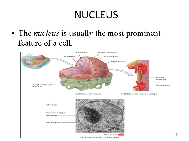 NUCLEUS • The nucleus is usually the most prominent feature of a cell. 3
