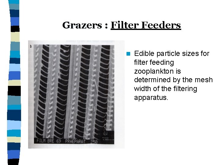 Grazers : Filter Feeders n Edible particle sizes for filter feeding zooplankton is determined