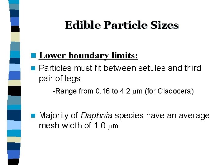 Edible Particle Sizes n Lower boundary limits: n Particles must fit between setules and