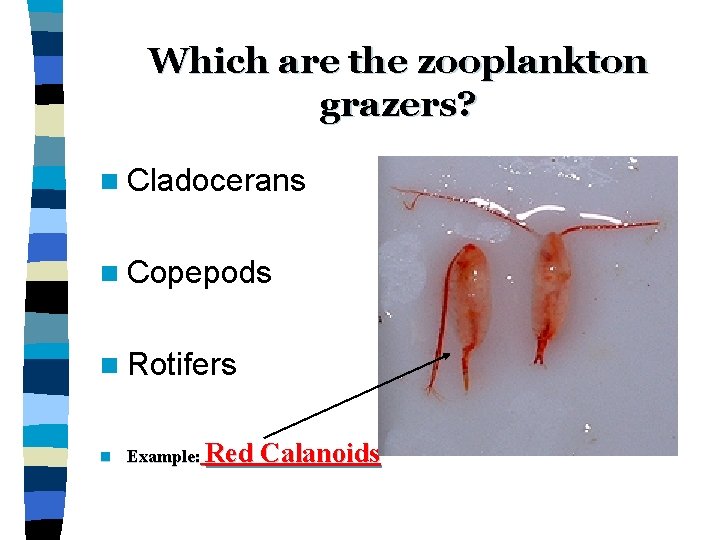 Which are the zooplankton grazers? n Cladocerans n Copepods n Rotifers n Example: Red