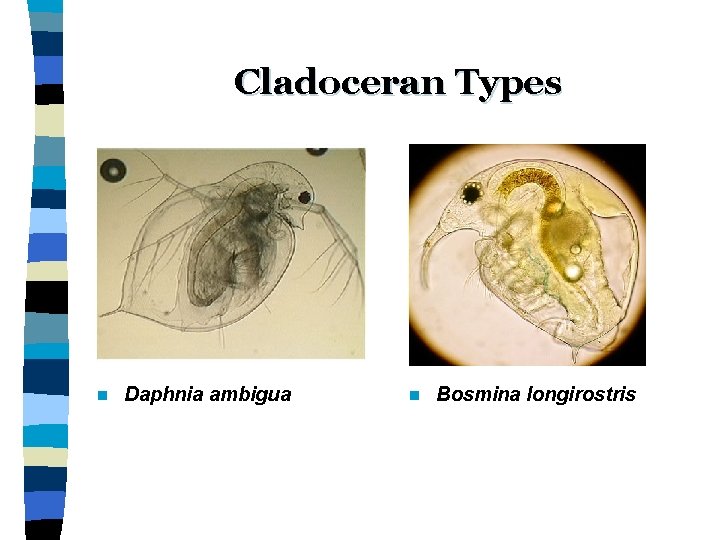 Cladoceran Types n Daphnia ambigua n Bosmina longirostris 