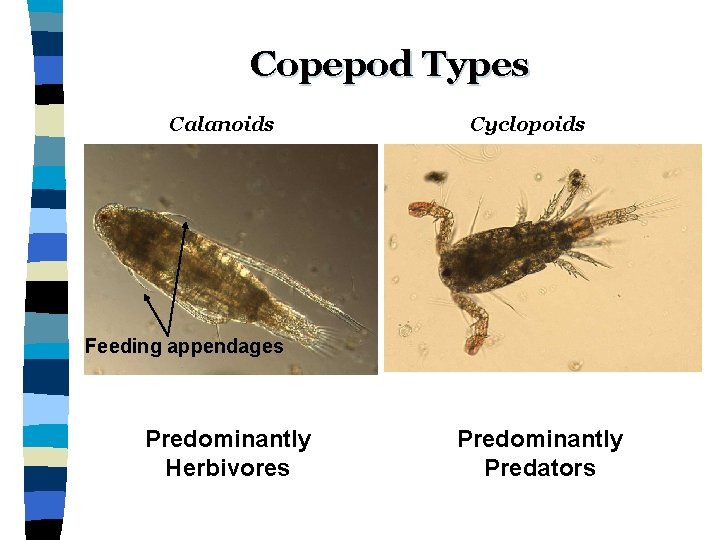Copepod Types Calanoids Cyclopoids Feeding appendages Predominantly Herbivores Predominantly Predators 