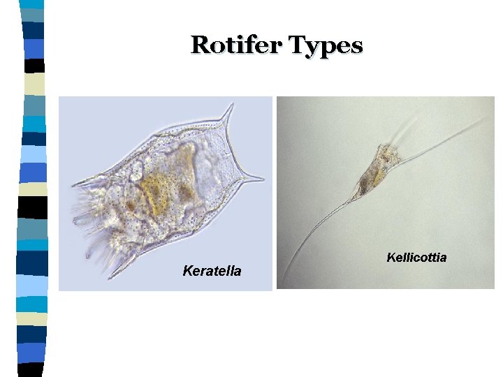 Rotifer Types Keratella Kellicottia 