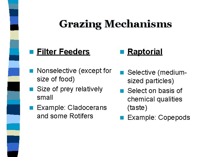 Grazing Mechanisms n Filter Feeders Nonselective (except for size of food) n Size of