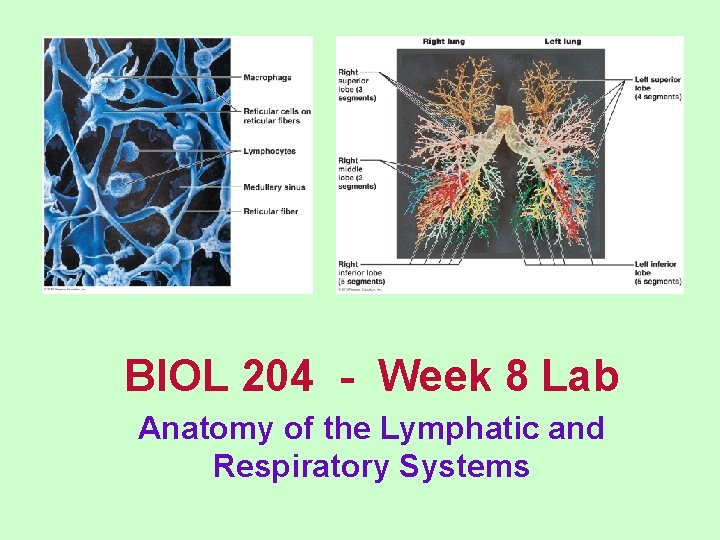 BIOL 204 - Week 8 Lab Anatomy of the Lymphatic and Respiratory Systems 