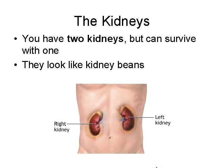 The Kidneys • You have two kidneys, but can survive with one • They The Kidneys • You have two kidneys, but can survive with one • They