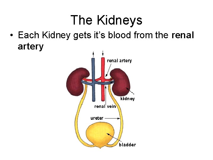 The Kidneys • Each Kidney gets it’s blood from the renal artery The Kidneys • Each Kidney gets it’s blood from the renal artery