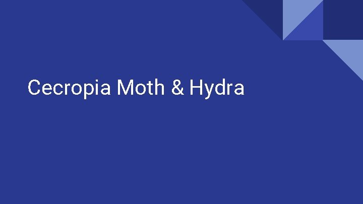 Cecropia Moth & Hydra Cecropia Moth & Hydra