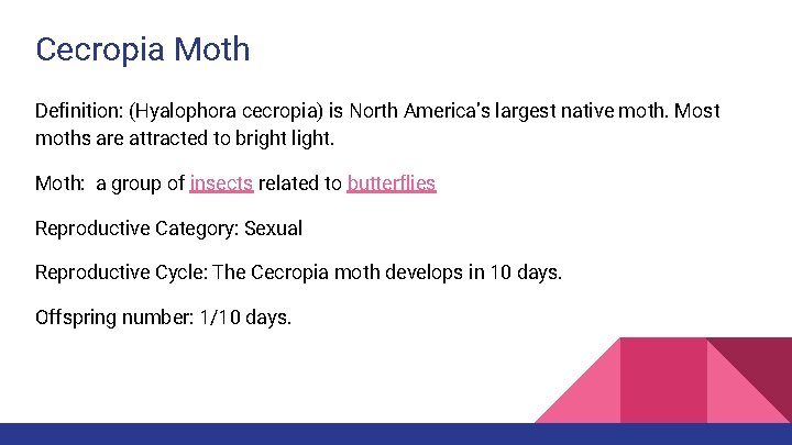 Cecropia Moth Definition: (Hyalophora cecropia) is North America’s largest native moth. Most moths are Cecropia Moth Definition: (Hyalophora cecropia) is North America’s largest native moth. Most moths are