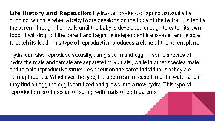 Life History and Repro duction: Hydra can produce offspring asexually by budding, which is Life History and Repro duction: Hydra can produce offspring asexually by budding, which is