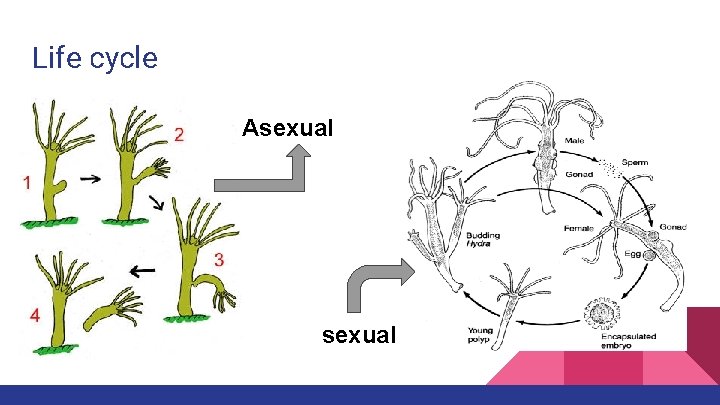 Life cycle. Asexual Life cycle. Asexual