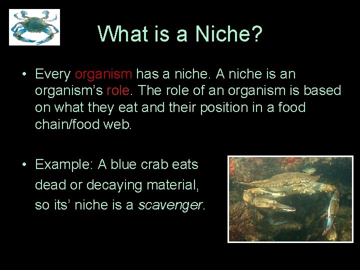 Niche Object Example Species Relationships Objectives 1 List the five interactions