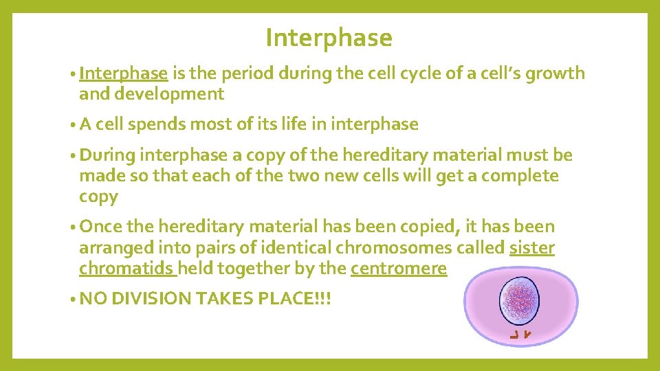 CELL CYCLE Mitosis Cell Cycle Think about how