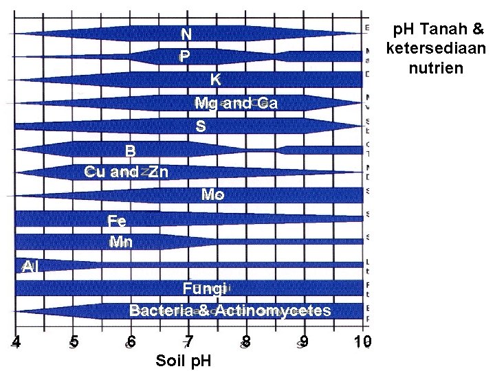 p. H Tanah & ketersediaan nutrien N P K Mg and Ca S B